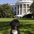 Bo (White House Pet)