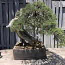 Masahiko Kimura (bonsai artist)