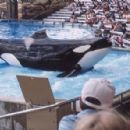 Tilikum with orca trainer Dawn Brancheau in 1998
