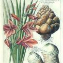 Dutch botanical artists