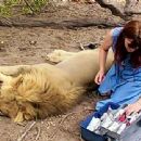 The Lion Queen: Kate Nicholls tending a lion in Botswana