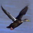 Birds described in the 20th century
