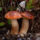 Fungi described in 1971