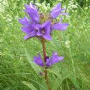Flora of the Baltic states