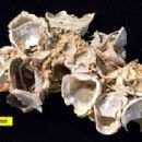 Permian geology of Texas