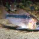 Taxa named by Francesca LaMonte