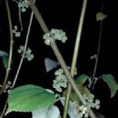 Taxa named by Christine Melanie Wilmot-Dear