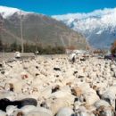 Road transport in Georgia (country)