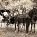 Horse and buggy