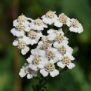 Native American ethnobotany