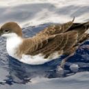 Taxa named by Bernard O'Reilly (ornithologist)