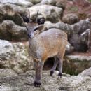 Klipspringer