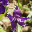 Critically endangered flora of California