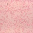 Bacteria described in 1968