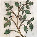 15th-century botanists