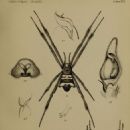 Pseudoscorpions of Australia