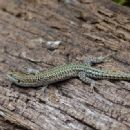 Podarcis guadarramae
