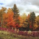 Research forests