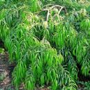 Flora of Los Tuxtlas