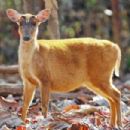 Muntjac