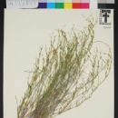 Taxa named by Billie Lee Turner