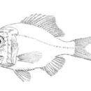 Palefin sawbelly