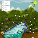 Food web