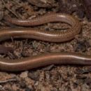 Taxa named by Bruce C. Lawrie