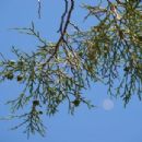 Flora of Malta