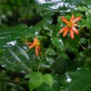 Flora of Puebla