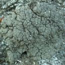 Taxa named by Bruce McCune
