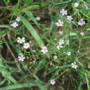 Biota of Austria