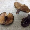 Fungi described in 1980