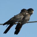 Bird censuses
