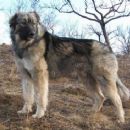 Carpathian Shepherd Dog