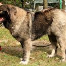 Caucasian Shepherd Dog