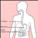 Stomach