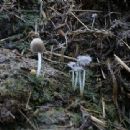Fungi described in 1976