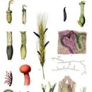 Reproductive toxicants