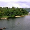 Niger Delta swamp forests