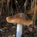 Fungi described in 1972