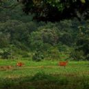Parks in Indonesia