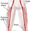 Arteries