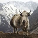 Domestic yak