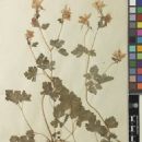 Taxa named by Andrey Sergeevich Erst