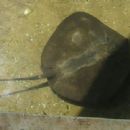 Taxa named by Bernadette Mabel Manjaji-Matsumoto