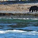 Ursus americanus carlottae