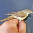 Fauna of the Iberian Peninsula