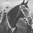 The Big Sombrero - Champion