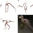 Mesozoic Japan